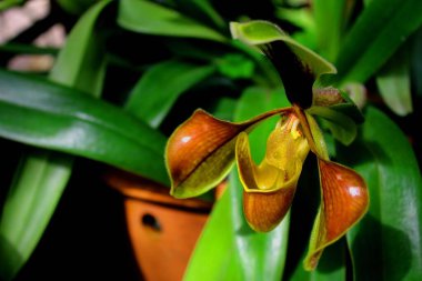 Bayan Terlik Orkidesi Inthanon Ulusal Parkı, Chiang Mai. Tayland