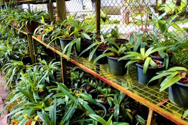 Bayan Terlik Orkidesi Inthanon Ulusal Parkı, Chiang Mai. Tayland