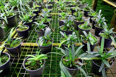 Bayan Terlik Orkidesi Inthanon Ulusal Parkı, Chiang Mai. Tayland