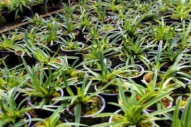 Bayan Terlik Orkidesi Inthanon Ulusal Parkı, Chiang Mai. Tayland