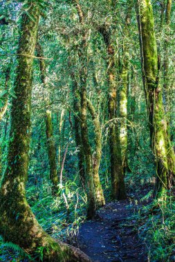 Doi inthanon 'daki yağmur ormanı, Chiangmai thailand