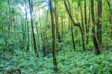Doi inthanon 'daki yağmur ormanı, Chiangmai thailand