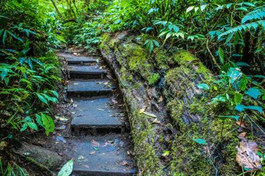 Doi inthanon 'daki yağmur ormanı, Chiangmai thailand