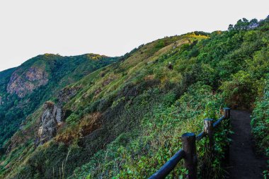 Bahçe ormanındaki patika