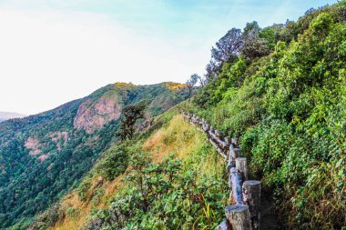 Bahçe ormanındaki patika