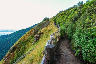 Bahçe ormanındaki patika