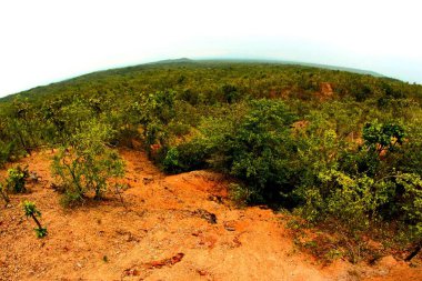 Bahçe ormanındaki patika