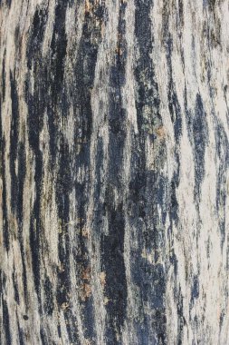 Ölü ağaç gövdesini kapatın.