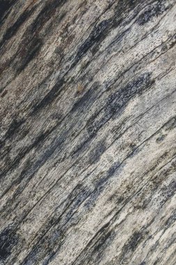 Ölü ağaç gövdesini kapatın.