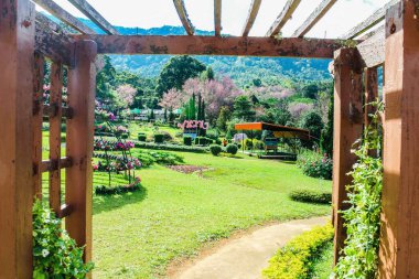 Tayland 'ın kuzeydoğusundaki tropik ağaç