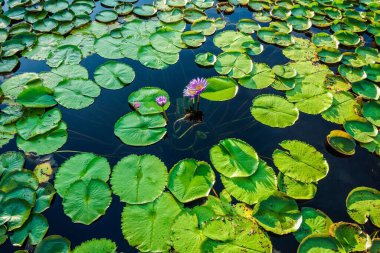 Sakon Nakhon, Tayland 'daki Lotus Parkı