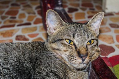 Güzel şirin kedi, basit arka plan.