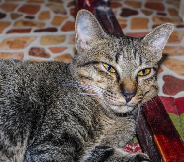 Güzel şirin kedi, basit arka plan.