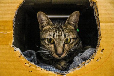 Güzel şirin kedi, basit arka plan.