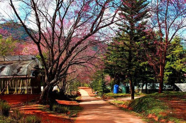 Třešňové Květy Sakura Thajsko — Stock fotografie