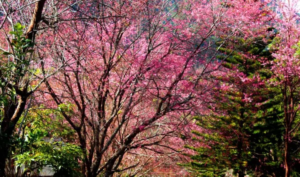 Fiori Ciliegio Sakura Thailandia — Foto Stock