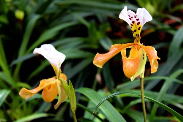 Lady Pantoufle Orchidée Parc National Inthanon Chiang Mai Thaïlande — Photo