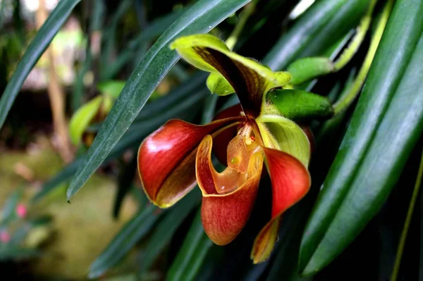 Dámská Pantofle Orchid Inthanon National Park Chiang Mai Thajsko — Stock fotografie