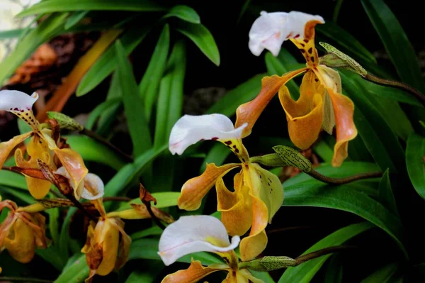 레이디 슬리퍼 Orchid Inthanon — 스톡 사진