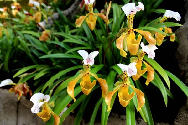 Национальный Парк Женской Тапочки Орхидея Чиангмай Таиланд — стоковое фото