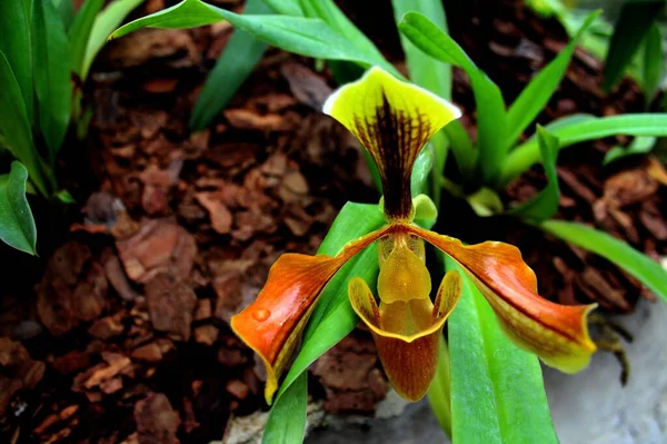Lady Slipper Orchid Inthanon National Park Chiang Mai Thailand — Stock Photo, Image