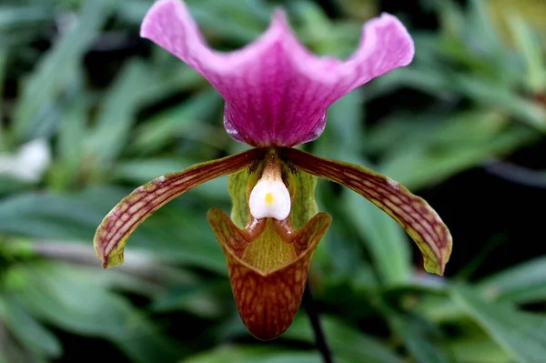 Dámská Pantofle Orchid Inthanon National Park Chiang Mai Thajsko — Stock fotografie