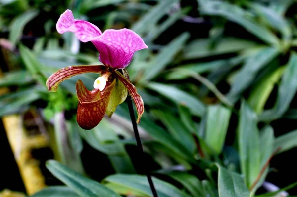 Dámská Pantofle Orchid Inthanon National Park Chiang Mai Thajsko — Stock fotografie