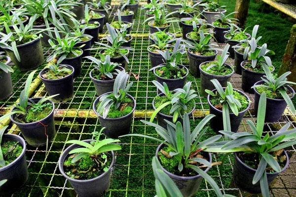 Bayan Terlik Orkidesi Inthanon Ulusal Parkı, Chiang Mai. Tayland