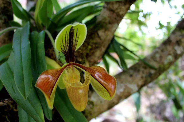 Lady Pantoufle Orchidée Parc National Inthanon Chiang Mai Thaïlande — Photo