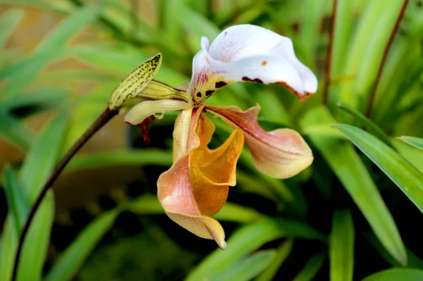 Dámská Pantofle Orchid Inthanon National Park Chiang Mai Thajsko — Stock fotografie