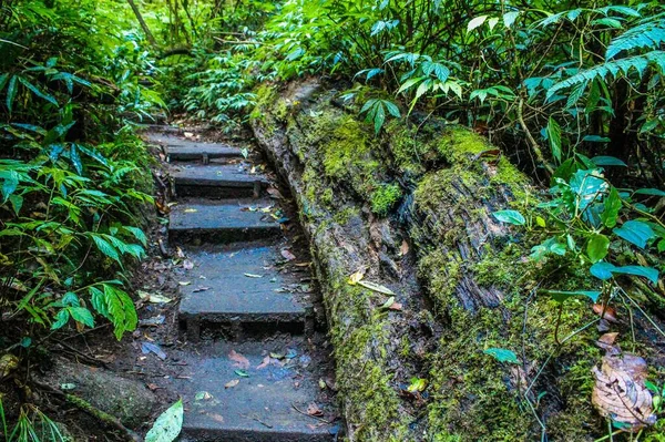 Doi inthanon 'daki yağmur ormanı, Chiangmai thailand