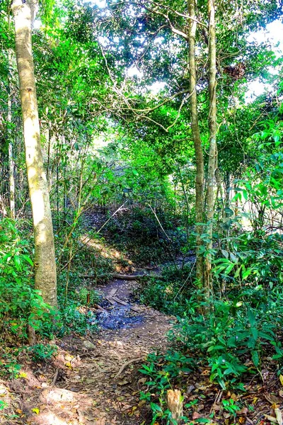 ガーデンジャングルの歩道 — ストック写真
