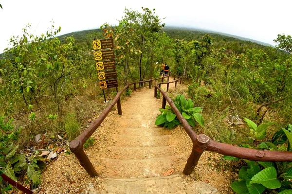 Fußweg Garten Dschungel — Stockfoto