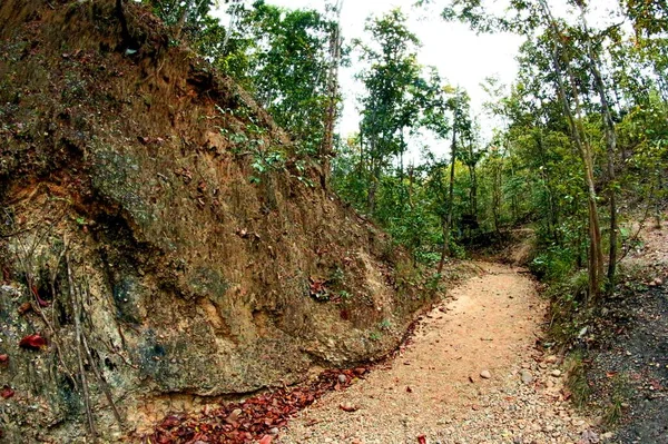 Ścieżka Dżungli Ogrodowej — Zdjęcie stockowe