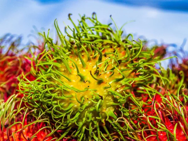 rambutan sweet delicious fruit