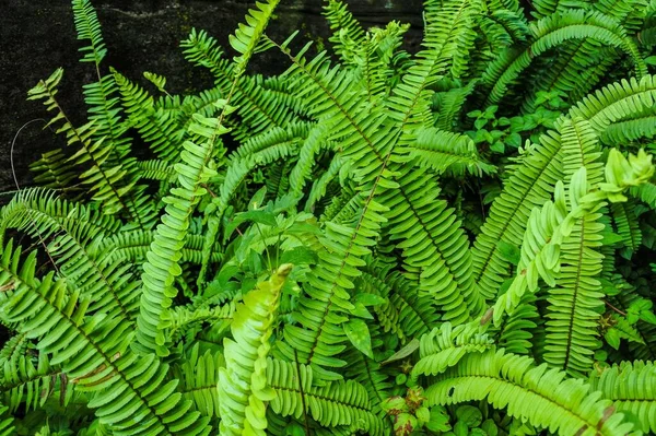 Landscape Garden Forest Style — Stock Photo, Image