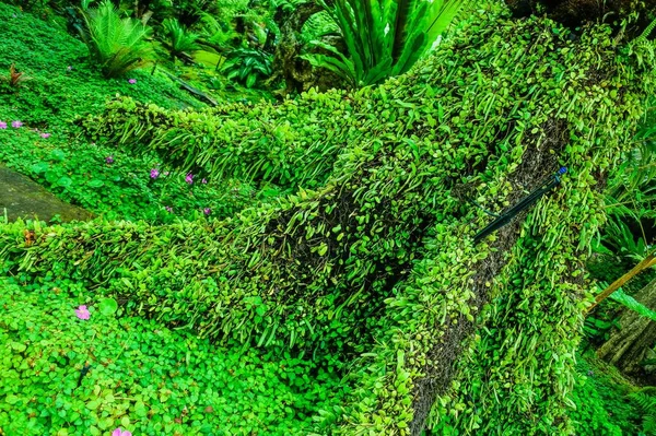 Eine Landschaft Garten Wald Stil — Stockfoto