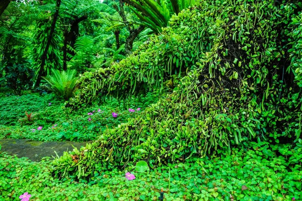 Ένα Τοπίο Κήπο Δάσος Στυλ — Φωτογραφία Αρχείου