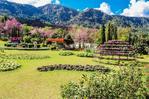 Árbol Tropical Noreste Tailandia — Foto de Stock