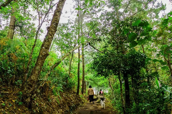 Tropikalne Drzewo Północno Wschodniej Tajlandii — Zdjęcie stockowe