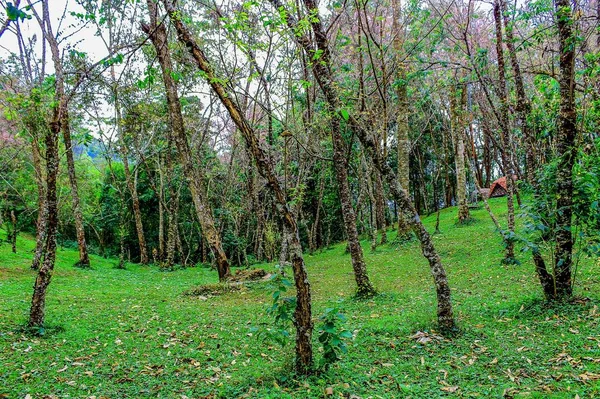 Gunung Kewfin Lampang Thailand — Stok Foto