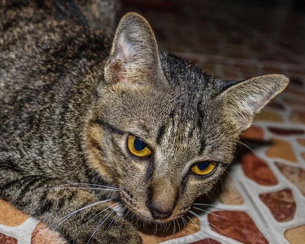 Kucing Cantik Latar Belakang Sederhana — Stok Foto