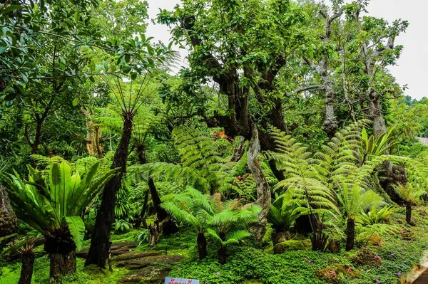 Krajobraz Ogród Las Styl — Zdjęcie stockowe