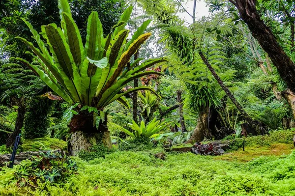 Jardim Paisagístico Estilo Floresta — Fotografia de Stock