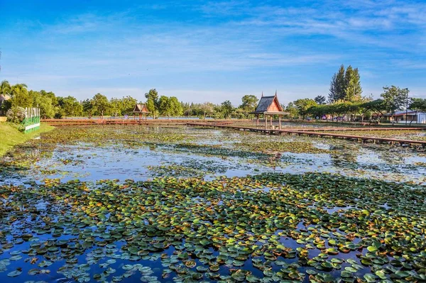 Lotus Park Sakon Nakhon Tajlandia — Zdjęcie stockowe