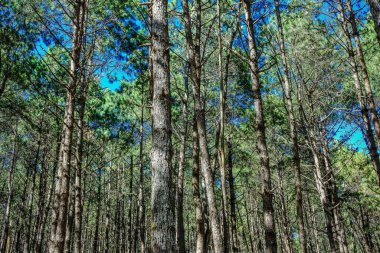 Çam ormanı, acı odası, mae hong oğlu, thailand