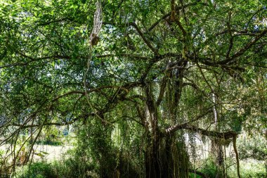 Tham Pla Balık Mağarası, Mae Hong Oğlu, Tayland