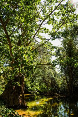 Tham Pla Balık Mağarası, Mae Hong Oğlu, Tayland
