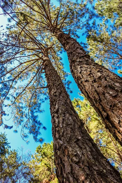 Pine Forest Pang Oung Mae Hong Son Thailand — Stock Photo, Image