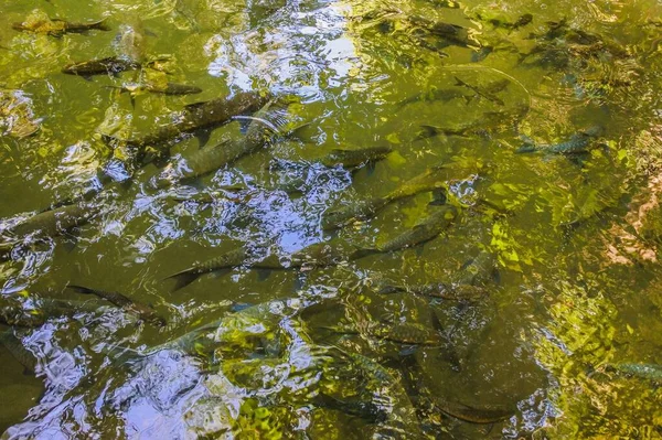 Tham Pla Fish Cave Mae Hong Son Thajsko — Stock fotografie